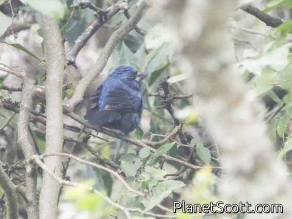 Ultramarine Grosbeak (Cyanoloxia brissonii)