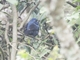Ultramarine Grosbeak (Cyanoloxia brissonii)