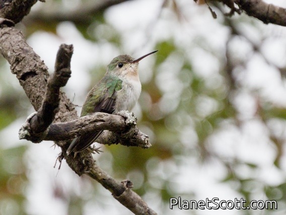 White-bellied Hummingbird (Elliotomyia chionogaster)