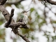 White-bellied Hummingbird (Elliotomyia chionogaster)