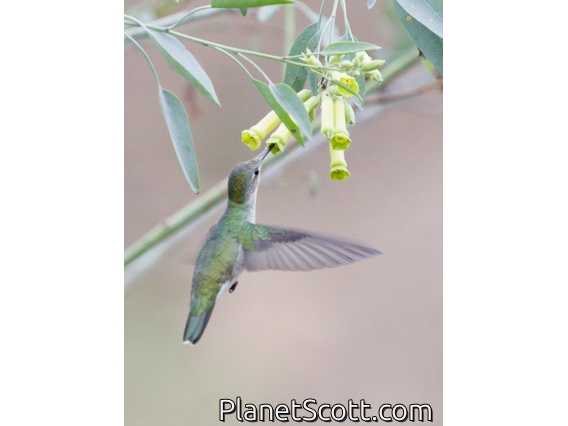 White-bellied Hummingbird (Elliotomyia chionogaster)