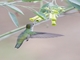 White-bellied Hummingbird (Elliotomyia chionogaster)