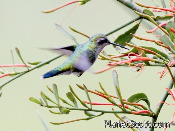 Glittering-bellied Emerald (Chlorostilbon lucidus)