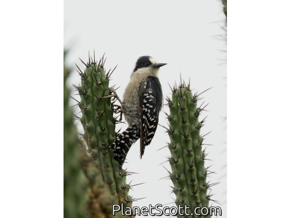 White-fronted Woodpecker (Melanerpes cactorum)
