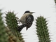 White-fronted Woodpecker (Melanerpes cactorum)