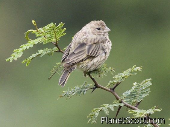 Saffron Finch (Sicalis flaveola)