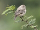 Saffron Finch (Sicalis flaveola)