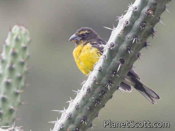 Black-backed Grosbeak (Pheucticus aureoventris)