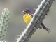Black-backed Grosbeak (Pheucticus aureoventris)