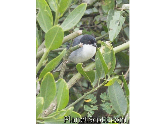 Black-capped Warbling Finch (Microspingus melanoleucus)