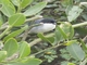 Black-capped Warbling Finch (Microspingus melanoleucus)