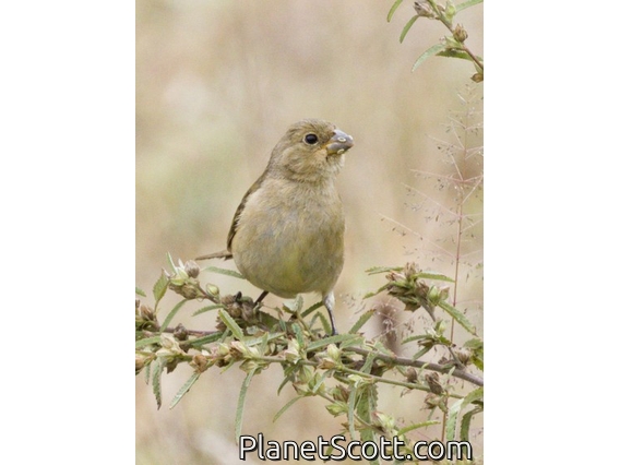 Dull-colored Grassquit (Asemospiza obscura)