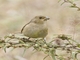 Dull-colored Grassquit (Asemospiza obscura)