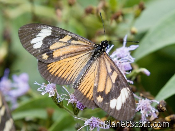 Checkerspot (Nymphalidae sp)