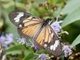 Image from 2026-04-10
