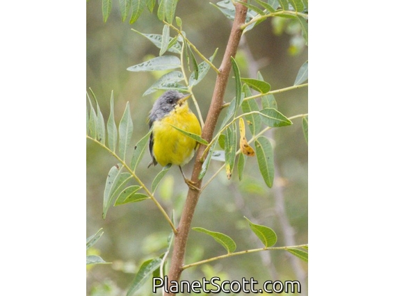Tropical Parula (Setophaga pitiayumi)