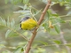 Tropical Parula (Setophaga pitiayumi)