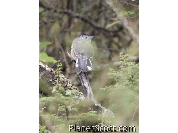 Variable Antshrike (Thamnophilus caerulescens)