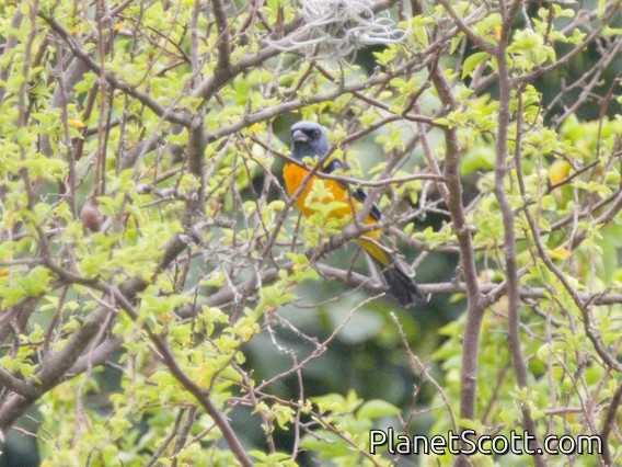 Blue-and-yellow Tanager (Rauenia bonariensis)