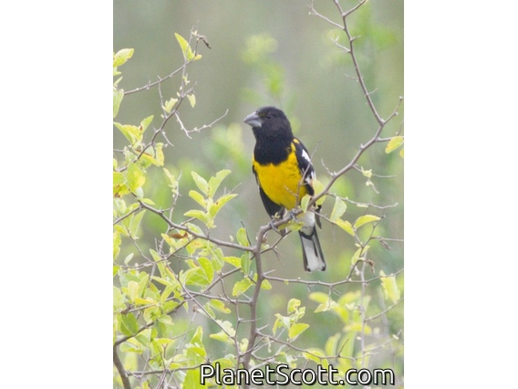 Black-backed Grosbeak (Pheucticus aureoventris)