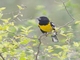Black-backed Grosbeak (Pheucticus aureoventris)