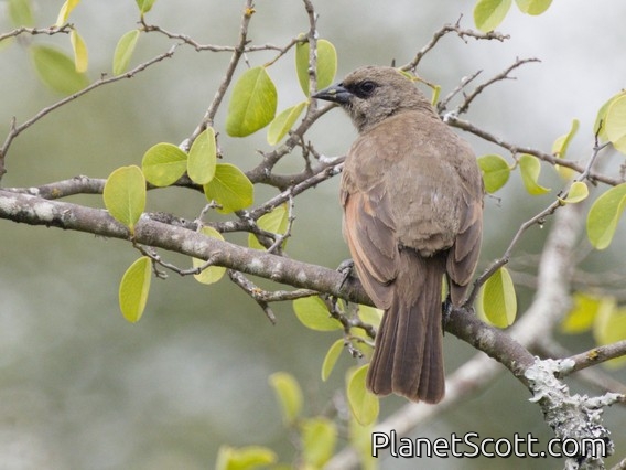 Grayish Baywing (Agelaioides badius)