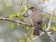 Grayish Baywing (Agelaioides badius)