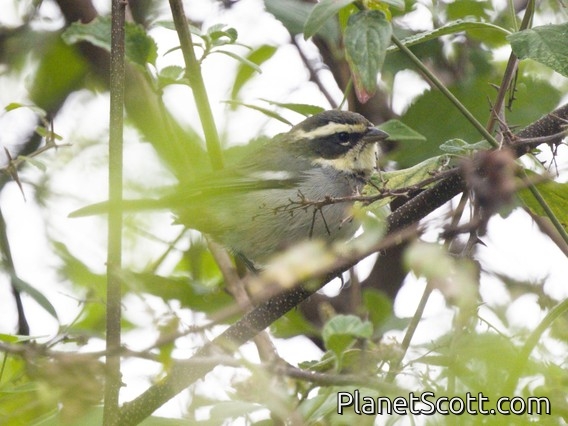 Ringed Warbling Finch (Microspingus torquatus)