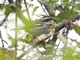 Ringed Warbling Finch (Microspingus torquatus)