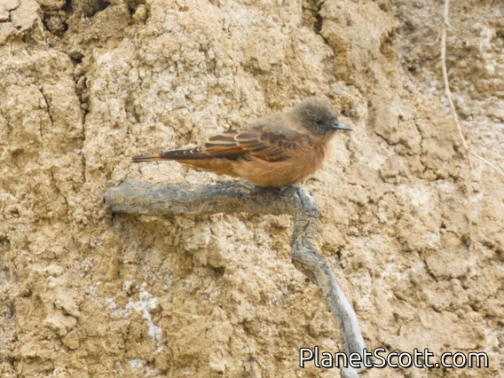 Cliff Flycatcher (Hirundinea ferruginea)
