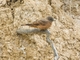 Cliff Flycatcher (Hirundinea ferruginea)