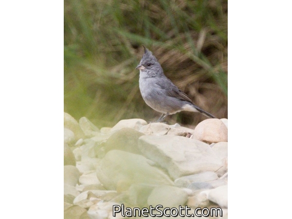 Gray-crested Finch (Lophospingus griseocristatus)