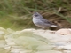 Gray-crested Finch (Lophospingus griseocristatus)