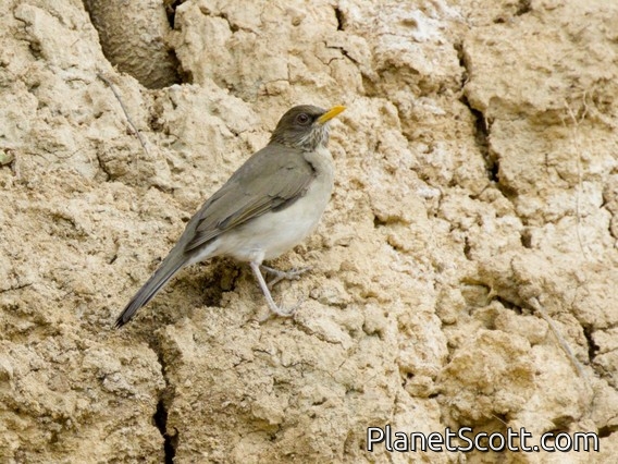 Creamy-bellied Thrush (Turdus amaurochalinus)