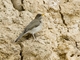 Creamy-bellied Thrush (Turdus amaurochalinus)