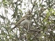 Gray-crested Finch (Lophospingus griseocristatus) - Juvenile