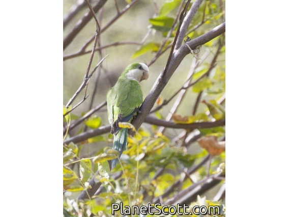 Cliff Parakeet (Myiopsitta luchsi)