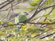 Cliff Parakeet (Myiopsitta luchsi)