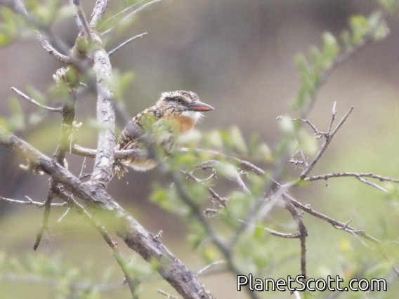 Spot-backed Puffbird (Nystalus maculatus)