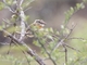Spot-backed Puffbird (Nystalus maculatus)