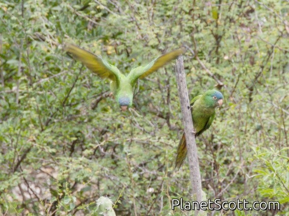 Blue-crowned Parakeet (Thectocercus acuticaudatus)