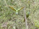 Blue-crowned Parakeet (Thectocercus acuticaudatus)