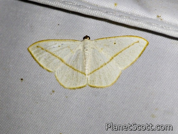 Geometer Moth (Lomographa luciferata)