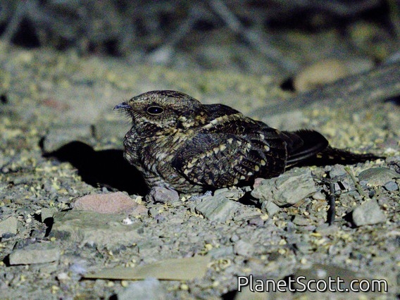 Scissor-tailed Nightjar (Hydropsalis torquata)