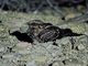 Image from 2026-04-10
