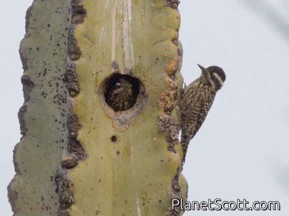 Striped Woodpecker (Veniliornis lignarius)