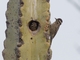 Striped Woodpecker (Veniliornis lignarius)