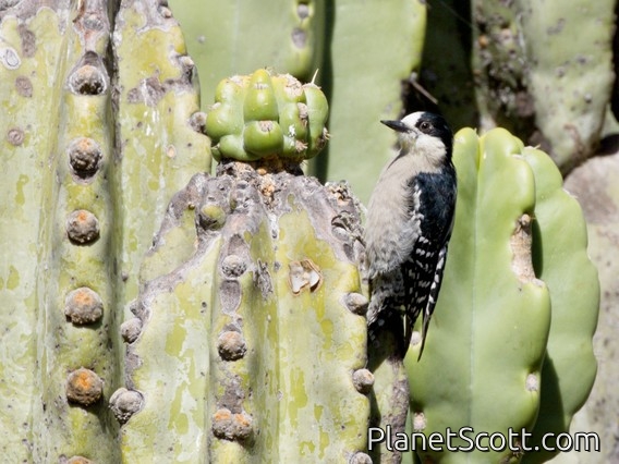 White-fronted Woodpecker (Melanerpes cactorum)