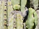 White-fronted Woodpecker (Melanerpes cactorum)