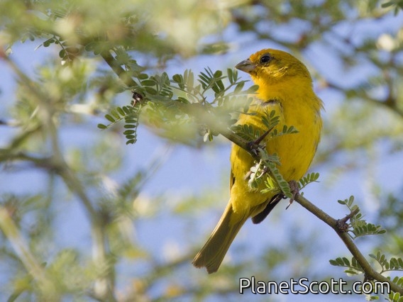 Hepatic Tanager (Piranga flava) - Female